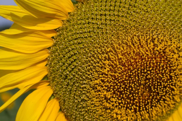 Field of sunflowers at sunrise — Stock Photo, Image