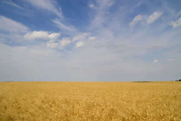 Champ de blé au lever du soleil — Photo