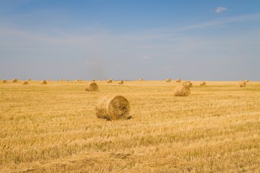 Tarlada bir saman yaprağı