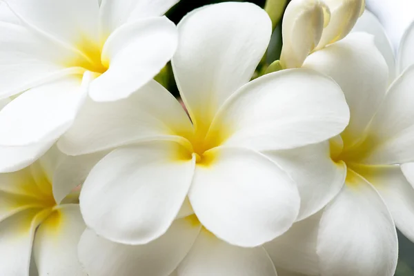 Frangipani Fiori Bianco e Giallo — Foto Stock