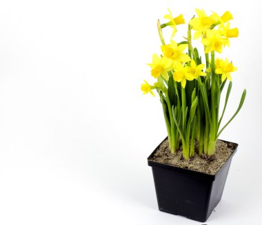 mini daffodils