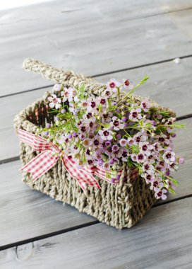 coleonoma flowers, confetti bush on a white background