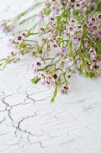 Coleonoma fleurs, confettis buisson sur un fond blanc — Photo