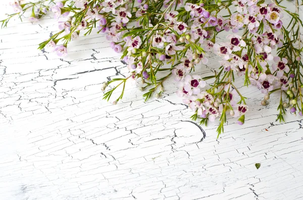 Coleonoma fleurs, confettis buisson sur un fond blanc — Photo