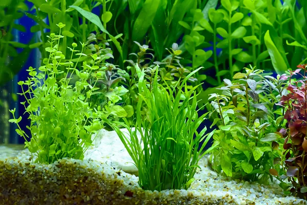 Planta aquática ou planta aquática ou erva daninha aquática — Fotografia de Stock
