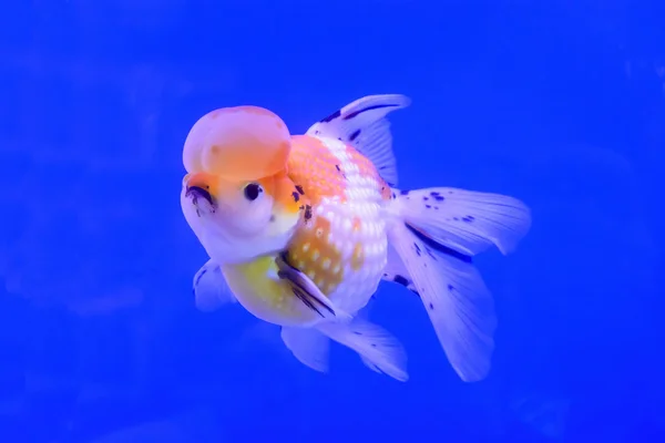 Goldfish in the water — Stock Photo, Image