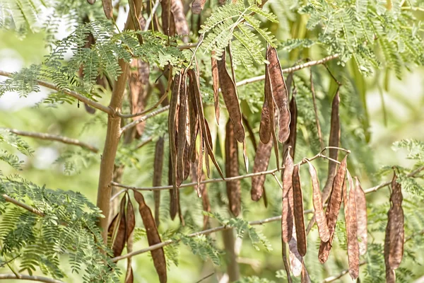 Suchý leucaena leucocepphala — Stock fotografie