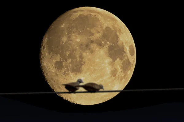 The full Moon — Stock Photo, Image