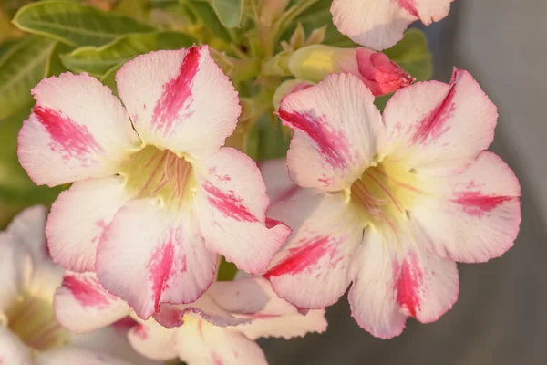 Desert Rose είναι ένα φωτεινά χρώματα — Φωτογραφία Αρχείου