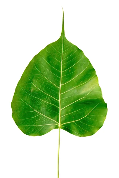 전면 cordate 잎 — 스톡 사진