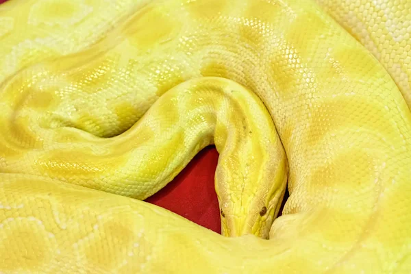 Albino burmesiska python — Stockfoto