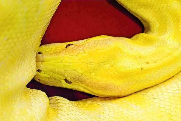 Albino pitão birmanês — Fotografia de Stock