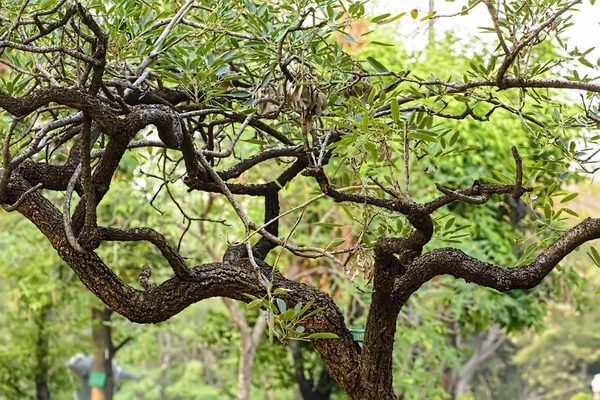Árbol en el jardín — Foto de Stock