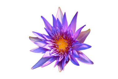 Lotus ve kırpma içinde