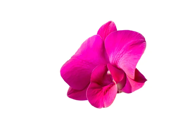 Orchid & klippning inuti — Stockfoto