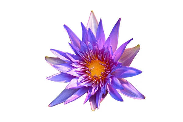 Lotus ve kırpma içinde