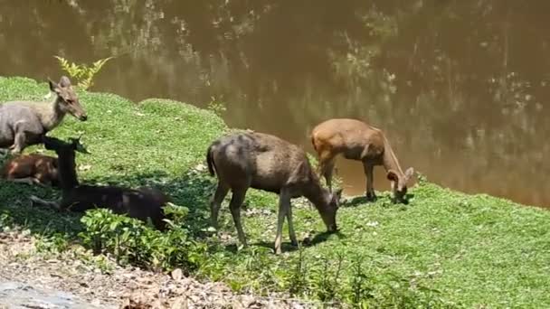 Ciervos comiendo hierba y durmiendo. Sin sonido . — Vídeo de stock