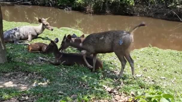 Deers eating grass & sleeping. No Sound. — Stock Video