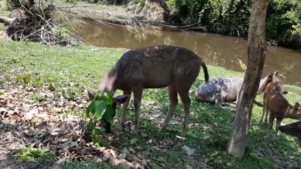 Cervi che mangiano erba e dormono. Nessun suono . — Video Stock