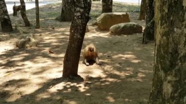 Maymun pirinç tohumu yiyin. Ses yok.