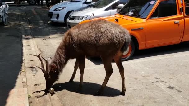 I cervi mangiano guscio durian. Nessun suono . — Video Stock