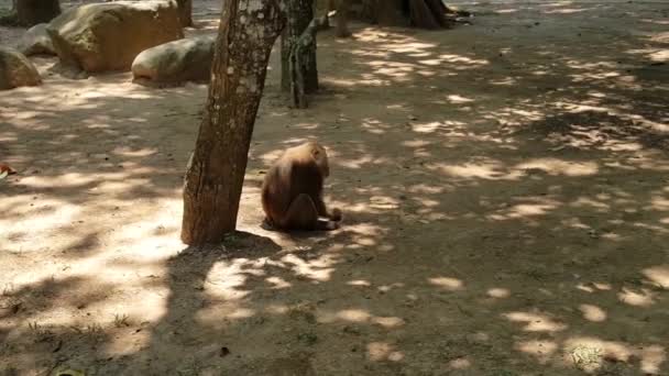 O macaco come sementes de arroz. Sem som . — Vídeo de Stock