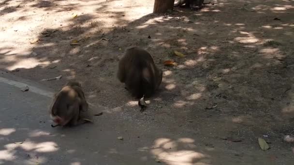Macaco segurando o macaco bebê comer sementes de arroz. Sem som . — Vídeo de Stock