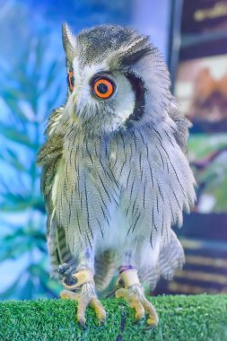 Baykuş yapay oturum