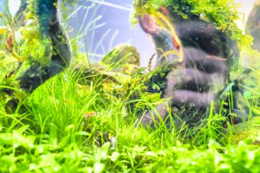 Su bitki veya su bitki veya su ot