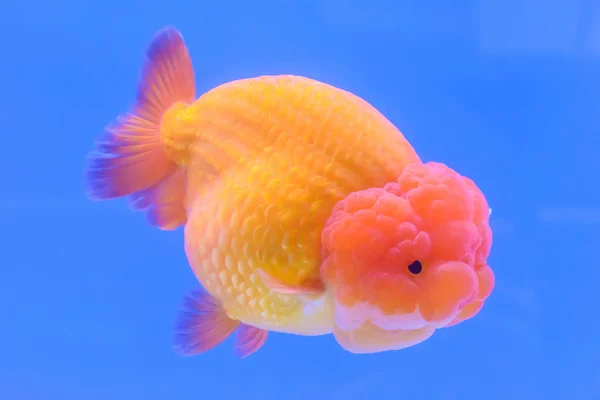 Золотая рыбка изолирована в шкафу — стоковое фото