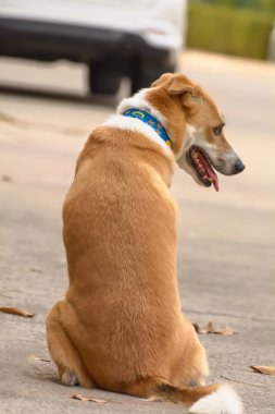 Belgili tanımlık köpek oturmak