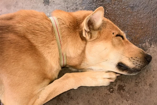 Собака спит — стоковое фото