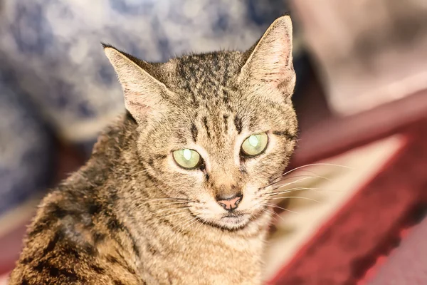 Katten är söt djur — Stockfoto