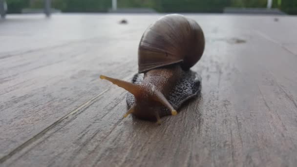 Un escargot. Pas de son .