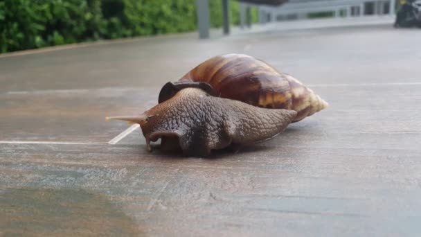 Schnecke. Kein Ton. — Stockvideo