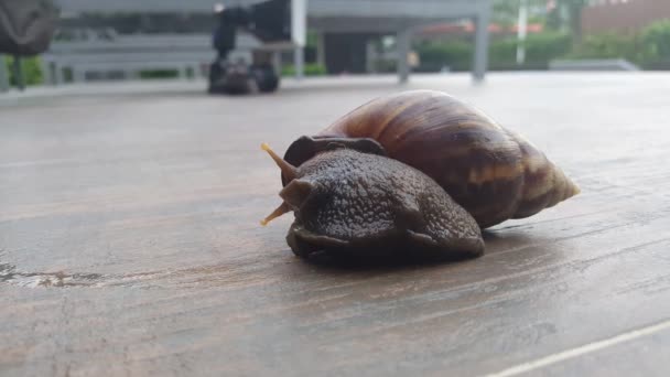 Schnecke. Kein Ton. — Stockvideo