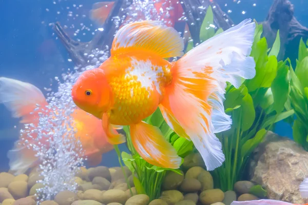 Золотая рыбка в шкафу — стоковое фото