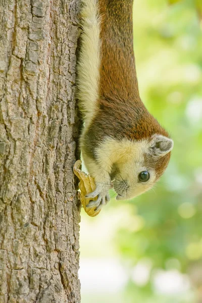 Eichhörnchen fressen Nuss am Baum — Stockfoto