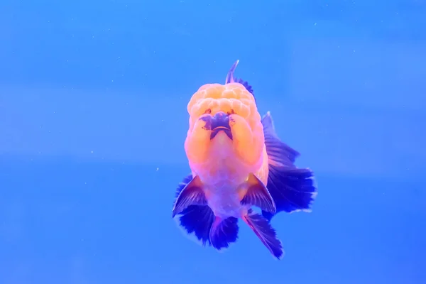 Peixe-dourado isolado no armário — Fotografia de Stock