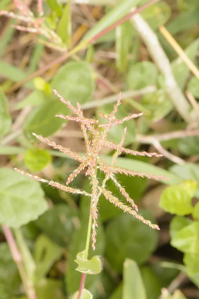 Poaceae se cítí osamělý — Stock fotografie