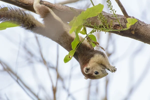 Eichhörnchen wurden an die Äste gehängt — Stockfoto