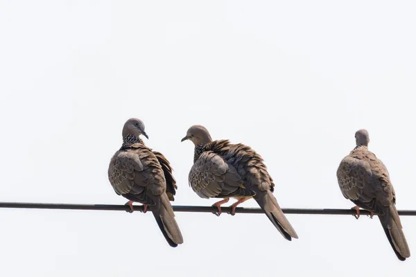 Три голубя на кабелях — стоковое фото