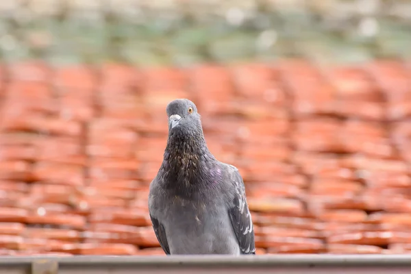 Pigeon on roof tiles — Stock Photo, Image