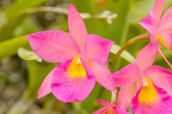 La orquídea es colores brillantes y hermosa — Foto de Stock