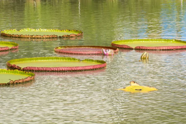 Nénuphar Victoria ou amazonica Victoria — Photo