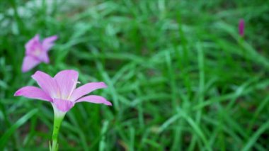 Pembe zephyranthes carinata..