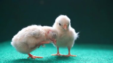 Yapay ot arka planında sarı seramalı piliçler..