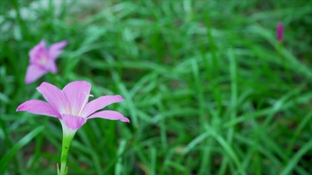 Zephyranthes Carinata Rosa Sobre Fondo Natural — Vídeos de Stock