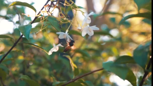 Abeille Mangeant Pollen Fleur Dans Jardin — Video