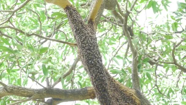 木の上に蜂の巨大なスズメバチの大きな巣 — ストック動画